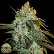 Big Head Seeds AUTO Head Stash