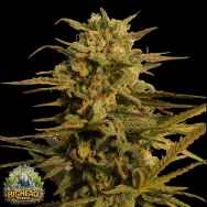 Big Head Seeds AUTO Julie's Cookies