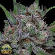 Big Head Seeds AUTO Trippy Sherbert Punch