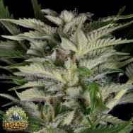 Big Head Seeds Alien Technology