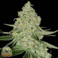 Big Head Seeds AUTO Big Stilton aka Big Cheese Auto