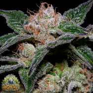 Big Head Seeds Banana Punch