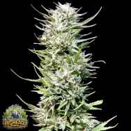 Big Head Seeds Big Freeze