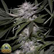 Big Head Seeds Big Head Confidential