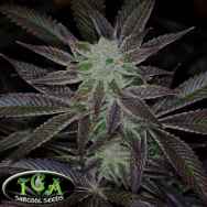 TGA SubCool Seeds Black Jack