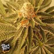 Black Farm Genetix Banana Punch Collection Banana Strippers