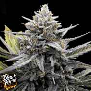 Black Farm Genetix Bubba Slaps