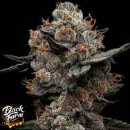 Black Farm Genetix Frosted Acai
