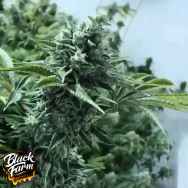 Black Farm Genetix Lemon Miracle