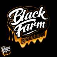 Black Farm Genetix Banana Punch Collection Banana Glukies