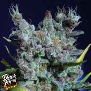 Black Farm Genetix Runtz Gummy