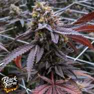 Black Farm Genetix Sugar Cake