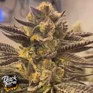 Black Farm Genetix Tiramisu
