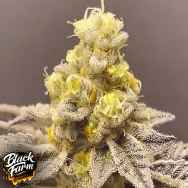Black Farm Genetix Venice Kush Cake