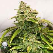 Black Skull Seeds Gorilla Glue