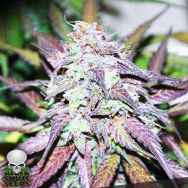 Black Skull Seeds Sherbert