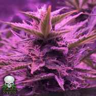 Black Skull Seeds Stardawg