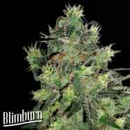 BlimBurn Seeds AK Automatic