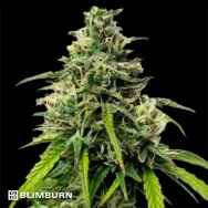 BlimBurn Seeds AK Automatic