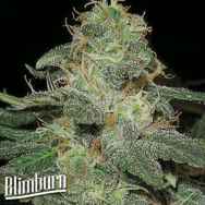 Blimburn Seeds BC Diesel