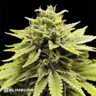 Blimburn Seeds BC Diesel