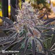 BlimBurn Seeds Blue Dream