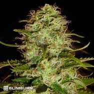 BlimBurn Seeds Cr +