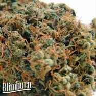 BlimBurn Seeds Chemdog #4