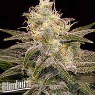 BlimBurn Seeds Chocolopez