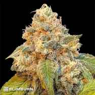 BlimBurn Seeds Chocolopez