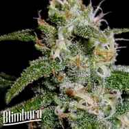 BlimBurn Seeds Cindy 99