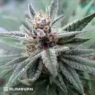 BlimBurn Seeds Cindy 99