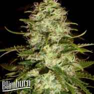 BlimBurn Seeds Cr +