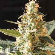 BlimBurn Seeds Cream Automatic