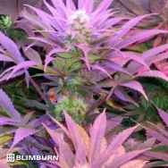 BlimBurn Seeds Cream Automatic