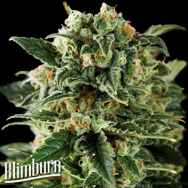 BlimBurn Seeds Critical Automatic