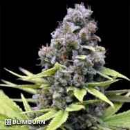 BlimBurn Seeds Critical Automatic