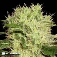 BlimBurn Seeds Dama Blanca