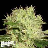 BlimBurn Seeds Dama Blanca