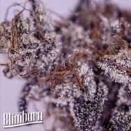 BlimBurn Seeds Girl Scout Cookies