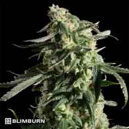 BlimBurn Seeds Girl Scout Cookies