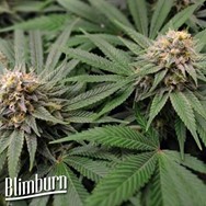 BlimBurn Seeds Gorilla G4 Auto
