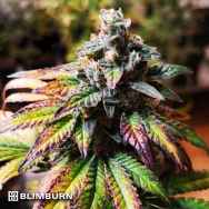 BlimBurn Seeds Gorilla G4 Auto