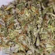 BlimBurn Seeds Grandaddy Purple