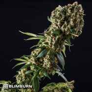 BlimBurn Seeds Grandaddy Purple