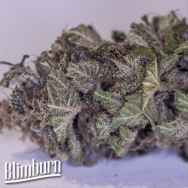 BlimBurn Seeds Green Crack