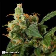 BlimBurn Seeds Green Crack