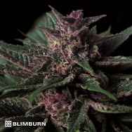 BlimBurn Seeds Grizzly Purple AUTO