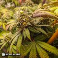 BlimBurn Seeds Grizzly Purple Kush