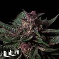BlimBurn Seeds Grizzly Purple AUTO